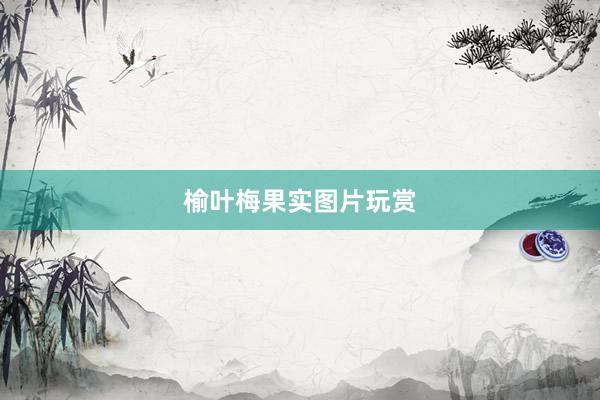 榆叶梅果实图片玩赏